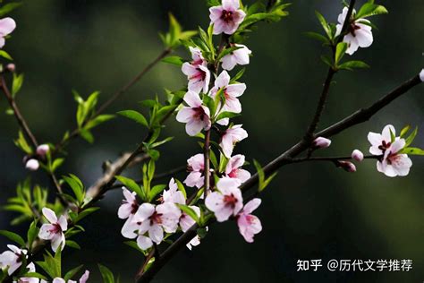 形容桃花|那些一眼万年的“桃花”诗句（300句）整理